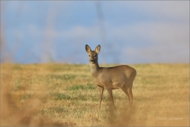 <p>SRNEC OBECNÝ (Capreolus capreolus) Šluknovsko - Království--- /European roe deer - Reh/</p>